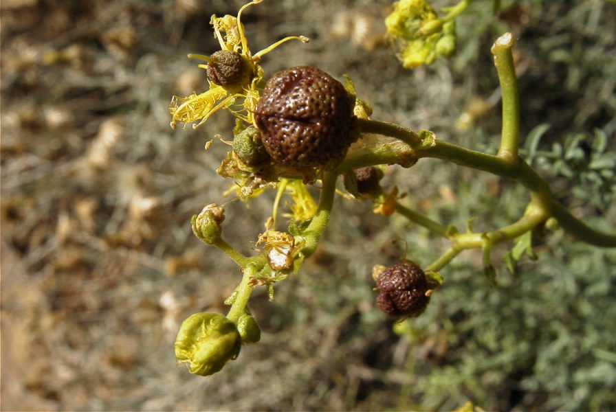 2008-03-23-287-Ruta-angustifolia