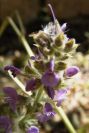 2008-03-23-289-Salvia