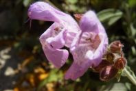 2008-03-23-290-Salvia