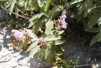 2008-03-23-291-Salvia