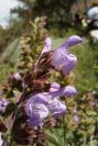 2008-03-23-292-Salvia