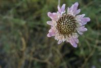 2008-03-23-293-Scabiosa-or-Knautia