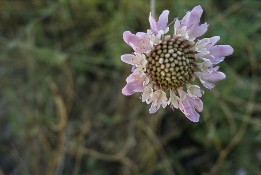 2008-03-23-293-Scabiosa-or-Knautia