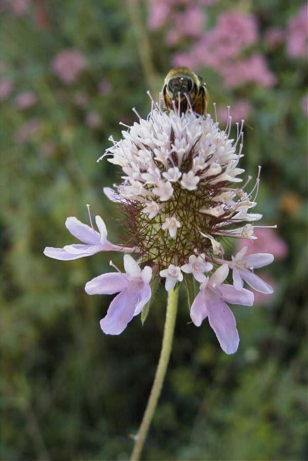 2008-03-23-294-Scabiosa-or-Knautia