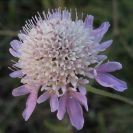 2008-03-23-295-Scabiosa-or-Knautia