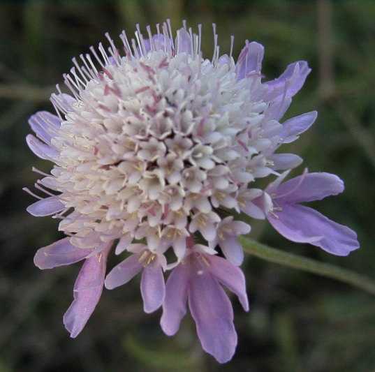2008-03-23-295-Scabiosa-or-Knautia