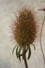 2008-03-23-296-Scabiosa-or-Knautia