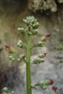 2008-03-23-297-Scrophularia-peregrina