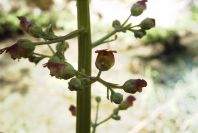 2008-03-23-298-Scrophularia-peregrina