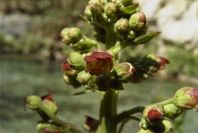 2008-03-23-299-Scrophularia-peregrina