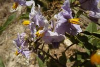 2008-03-23-300-Solanum-anotherum