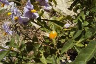 2008-03-23-301-Solanum-anotherum