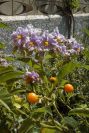 2008-03-23-302-Solanum-anotherum