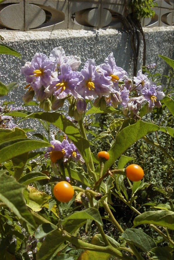 2008-03-23-302-Solanum-anotherum