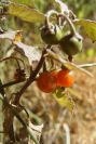 2008-03-23-303-Solanum