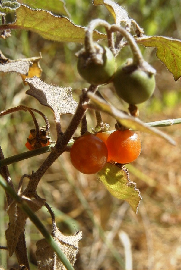 2008-03-23-303-Solanum