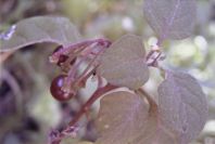 2008-03-23-304-Solanum