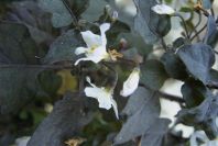 2008-03-23-305-Solanum-Nigrum