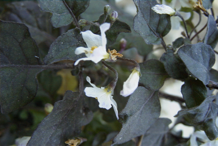 2008-03-23-305-Solanum-Nigrum