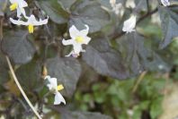 2008-03-23-306-Solanum-Nigrum