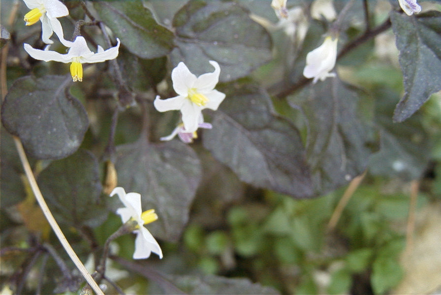 2008-03-23-306-Solanum-Nigrum