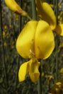 2008-03-23-307-Spartium