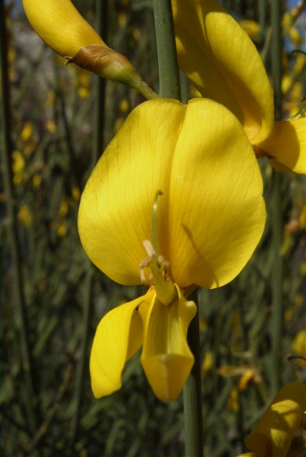 2008-03-23-307-Spartium