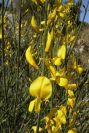 2008-03-23-308-Spartium