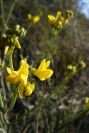 2008-03-23-309-Spartium