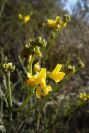 2008-03-23-310-Spartium