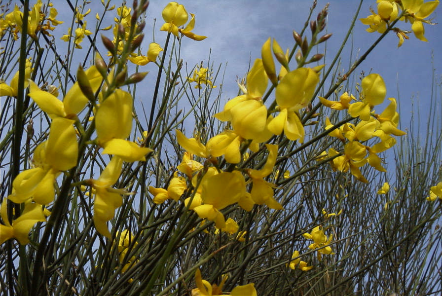 2008-03-23-312-Spartium