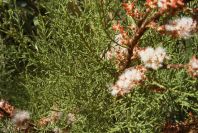 2008-03-23-314-Tamarix