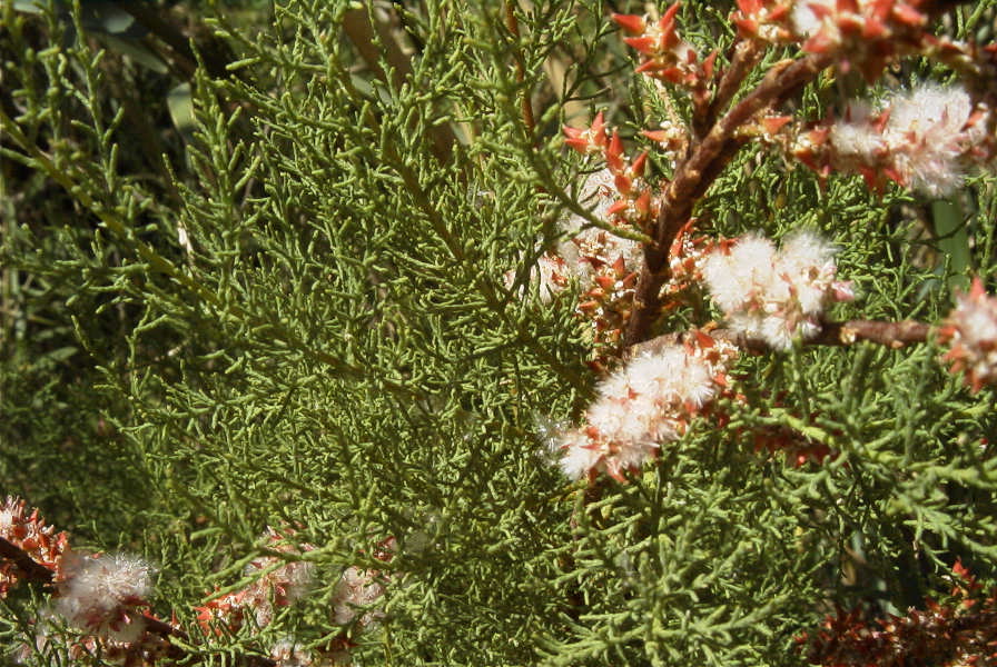 2008-03-23-314-Tamarix