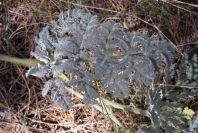 2008-03-23-315-Thapsia-villosa