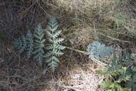 2008-03-23-316-Thapsia-villosa