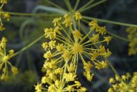 2008-03-23-318-Thapsia-villosa