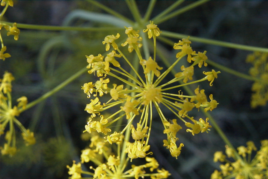2008-03-23-318-Thapsia-villosa
