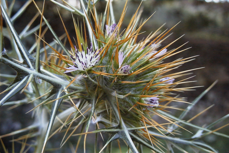 2008-03-23-319-Thistle