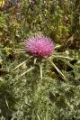 2008-03-23-320-Thistle