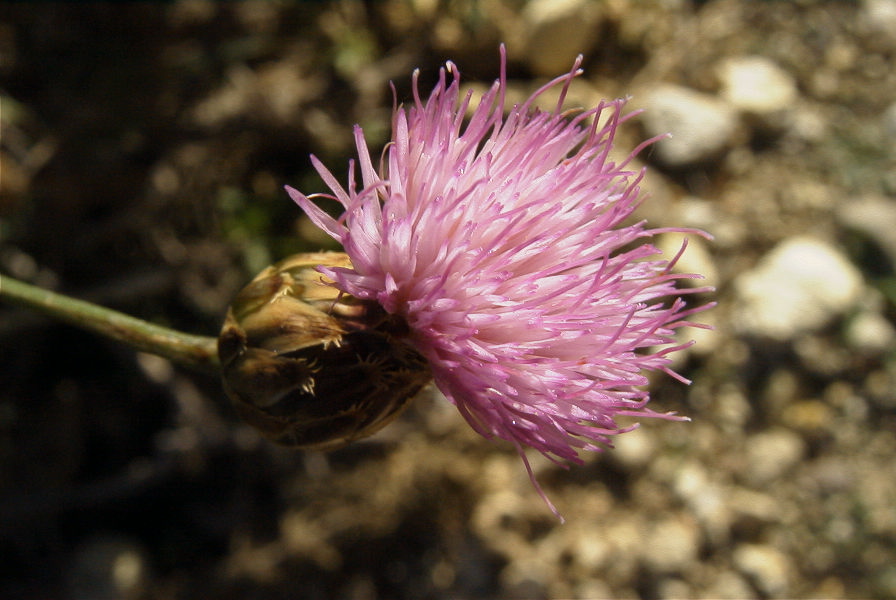 2008-03-23-321-Thistle