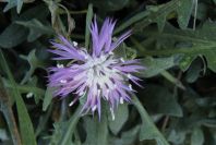 2008-03-23-322-Thistle