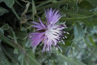 2008-03-23-323-Thistle