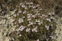 2008-03-23-324-Thyme