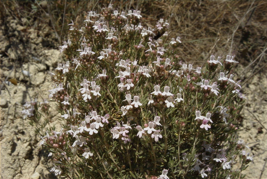 2008-03-23-324-Thyme