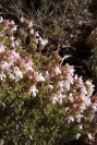 2008-03-23-325-Thyme