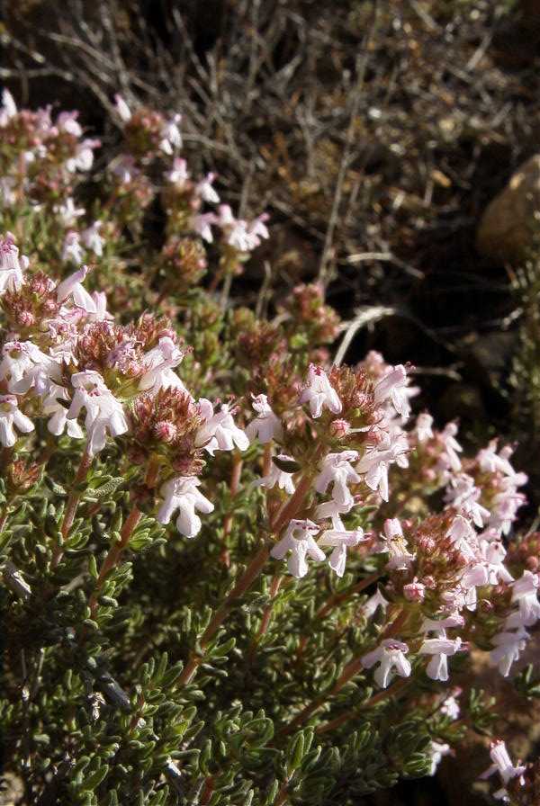 2008-03-23-325-Thyme