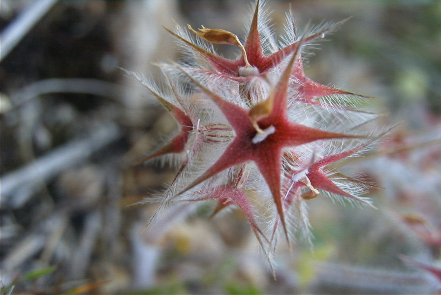 2008-03-23-326-Trifolium-stellatum