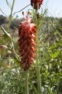 2008-03-23-327-Trifolium-purpureum