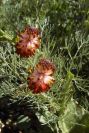 2008-03-23-328-Trifolium-purpureum