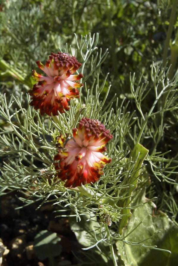 2008-03-23-328-Trifolium-purpureum